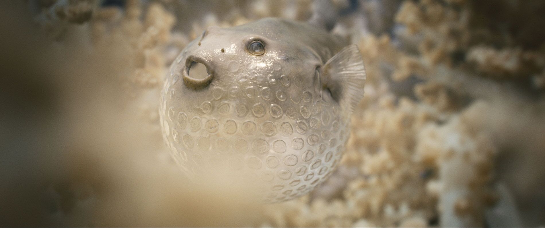 The Beauty, Kugelfisch aus Blisterfolie