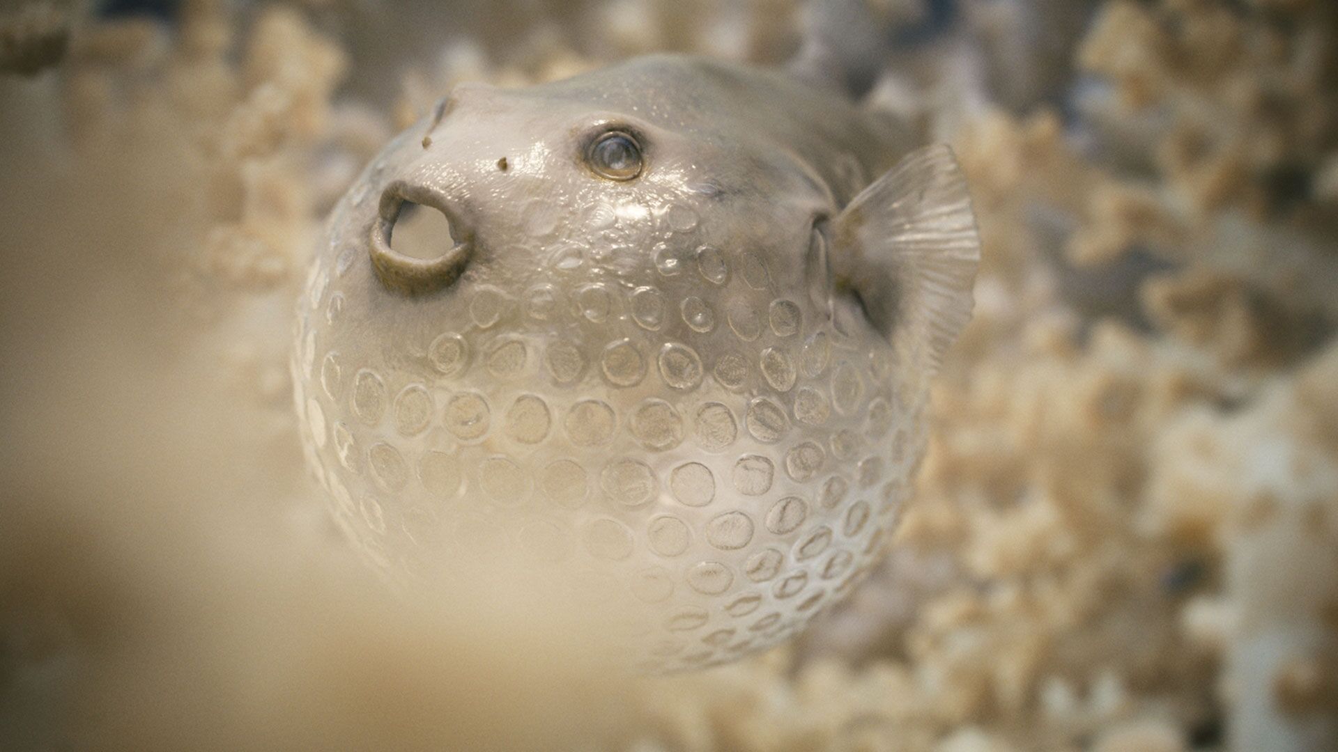 The Beauty, Animationsinstitut, Filmakademie Baden-Württemberg